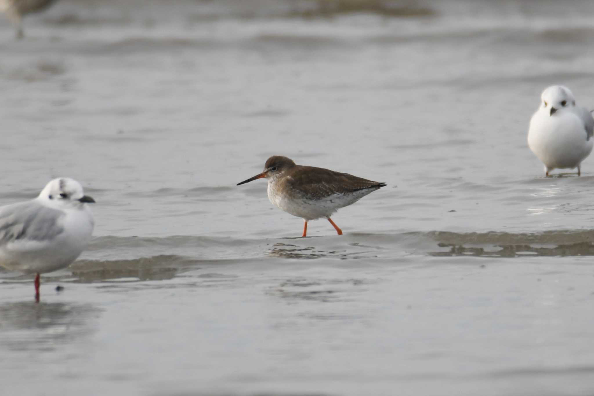 Common Redshank