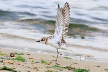 Greater Sand Plover 魚住海岸 Sat, 9/2/2023