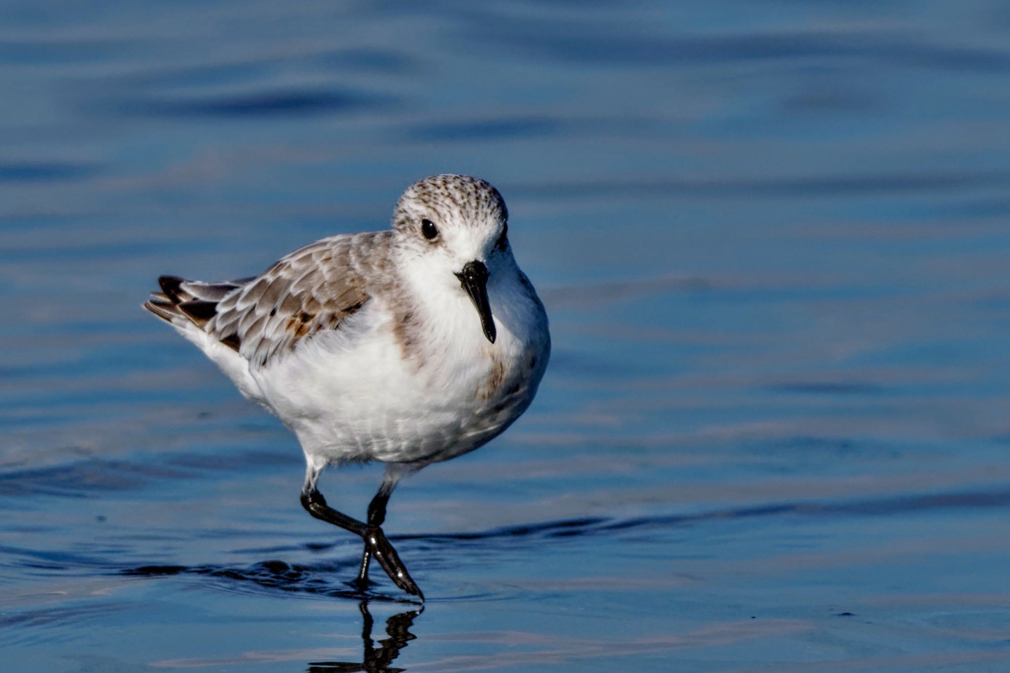 Sanderling