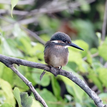 Common Kingfisher 茨戸川緑地 Sun, 9/17/2023