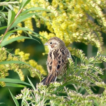 Chestnut-eared Bunting 茨戸川緑地 Sun, 9/17/2023