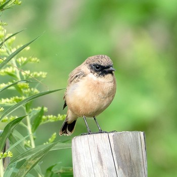 Amur Stonechat 茨戸川緑地 Sun, 9/17/2023