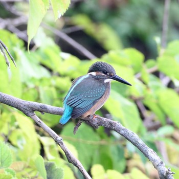 カワセミ 茨戸川緑地 2023年9月17日(日)