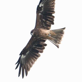 Black Kite 茨戸川緑地 Sun, 9/17/2023