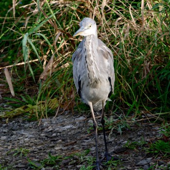 Grey Heron 茨戸川緑地 Sun, 9/17/2023