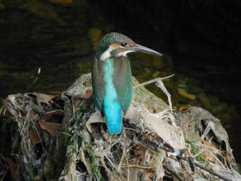 カワセミ 平和の森公園、妙正寺川 2023年9月17日(日)