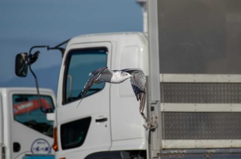 Black-tailed Gull 片瀬海岸 Thu, 9/14/2023