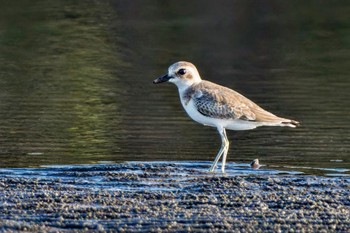 Greater Sand Plover Sambanze Tideland Sun, 9/10/2023