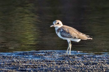 Greater Sand Plover Sambanze Tideland Sun, 9/10/2023