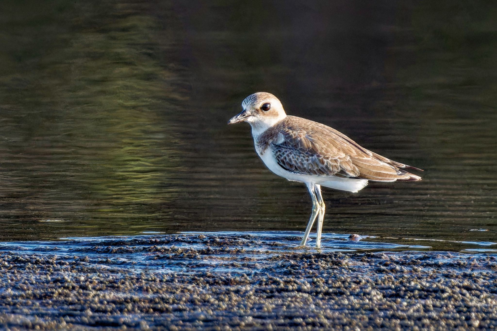 Greater Sand Plover