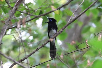 2023年9月17日(日) 権現山(弘法山公園)の野鳥観察記録