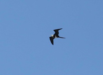 Lesser Frigatebird