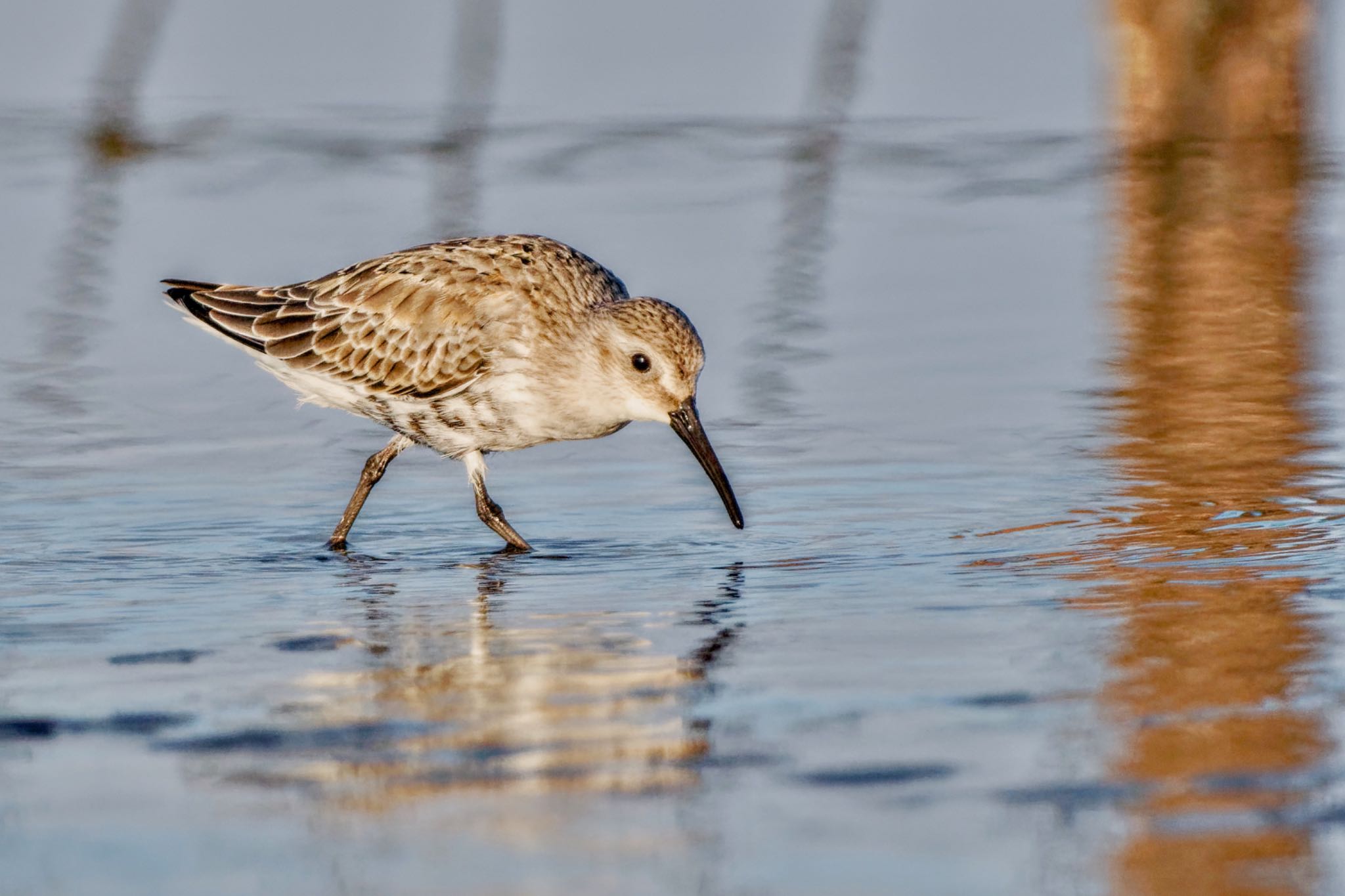 Dunlin