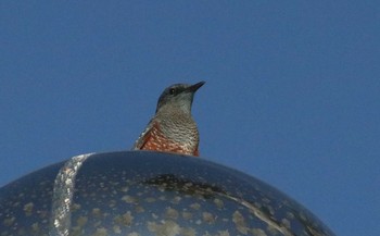 Blue Rock Thrush 逗子 Sat, 9/8/2018