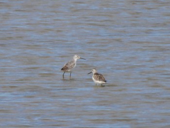 Marsh Sandpiper いしかり調整池(石狩調整池) Sat, 9/16/2023