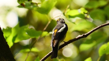 2023年9月17日(日) 大阪城の野鳥観察記録