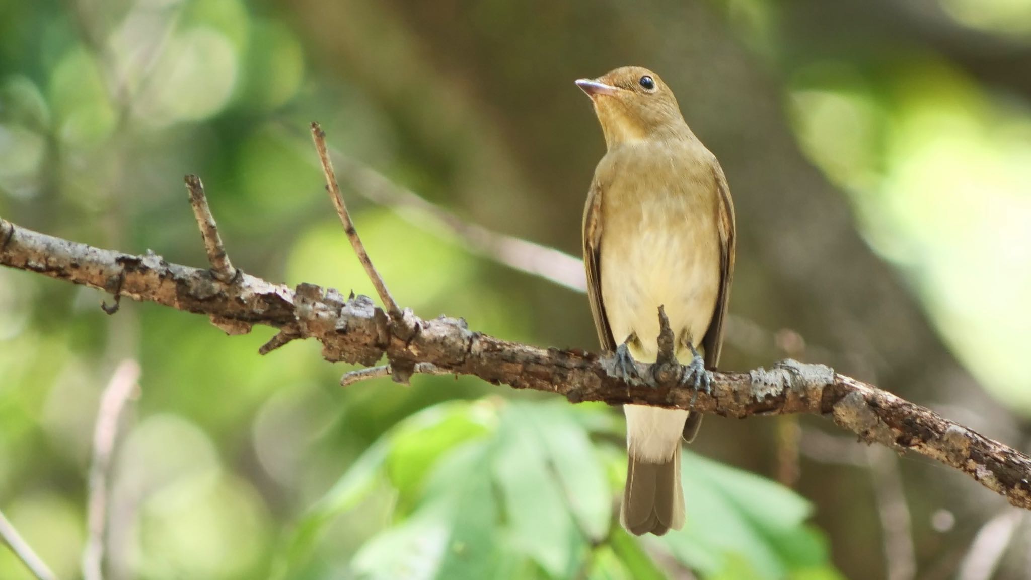 Photo of Blue-and-white Flycatcher at 大阪城 by コゲラ