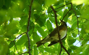 Eyebrowed Thrush 大阪城 Sun, 9/17/2023