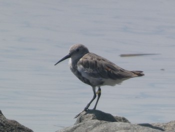 Dunlin Daijugarami Higashiyoka Coast Sun, 9/3/2023