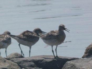 Great Knot Daijugarami Higashiyoka Coast Sun, 9/3/2023