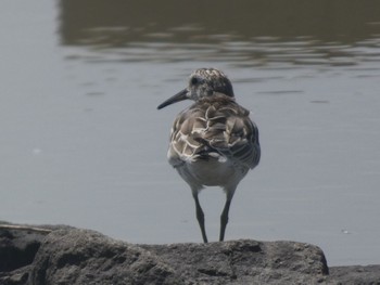 Broad-billed Sandpiper Daijugarami Higashiyoka Coast Sun, 9/3/2023