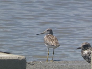 Nordmann's Greenshank Daijugarami Higashiyoka Coast Sun, 9/3/2023