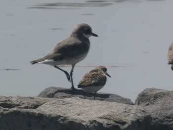 Red-necked Stint Daijugarami Higashiyoka Coast Sun, 9/3/2023