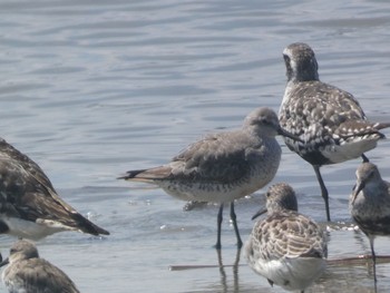 Red Knot Daijugarami Higashiyoka Coast Sun, 9/3/2023