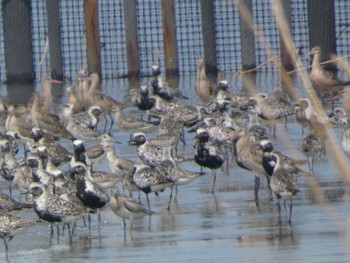 Nordmann's Greenshank Daijugarami Higashiyoka Coast Sun, 9/3/2023