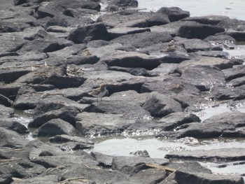 Greater Sand Plover Daijugarami Higashiyoka Coast Sun, 9/3/2023