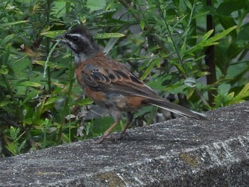 Meadow Bunting 曽根干潟(曾根干潟) Sat, 9/16/2023