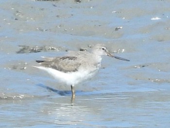 Terek Sandpiper 曽根干潟(曾根干潟) Sat, 9/16/2023