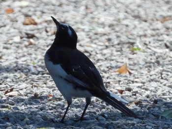 Japanese Wagtail 乃木浜総合公園 Sat, 9/16/2023