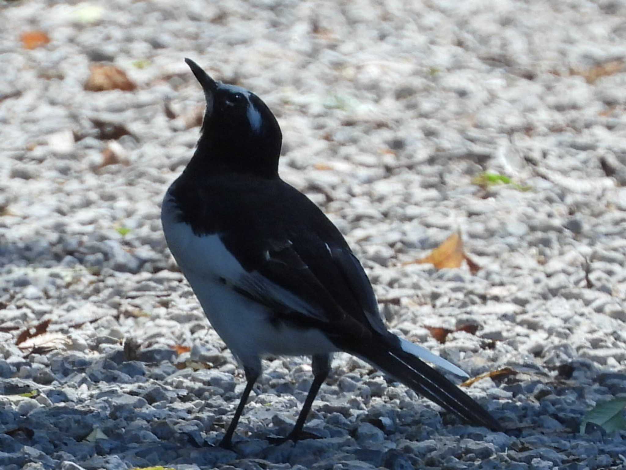 Photo of Japanese Wagtail at 乃木浜総合公園 by UTAKAZU自然観察日記