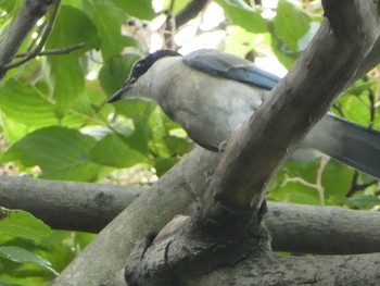 2018年9月8日(土) 境川(境橋付近)の野鳥観察記録