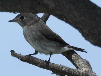 Grey-streaked Flycatcher 乃木浜総合公園 Sat, 9/16/2023