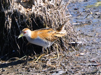 Baillon's Crake Centennial Park (Sydney) Sun, 9/17/2023