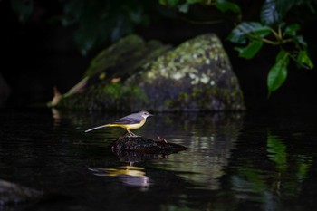 キセキレイ 八景水谷公園 2023年9月17日(日)