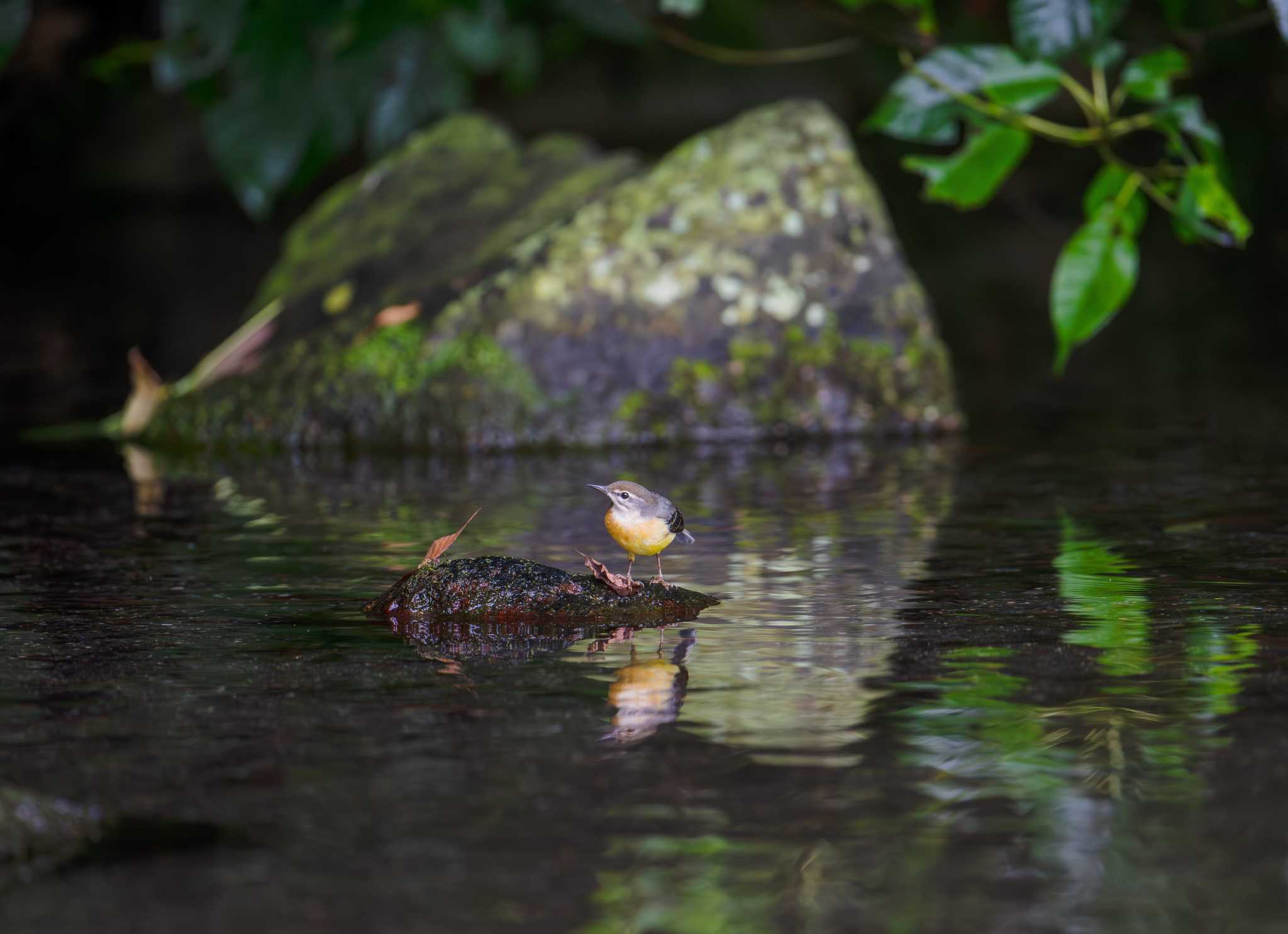 八景水谷公園 キセキレイの写真 by たけし