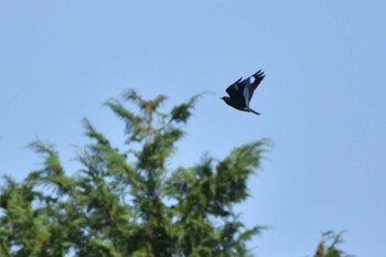 Oriental Dollarbird 油山片江展望台 Sat, 9/16/2023