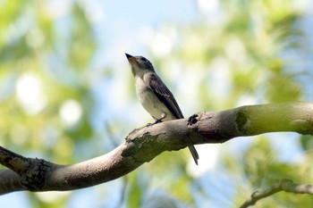 Asian Brown Flycatcher 聚楽園公園 Sun, 9/17/2023