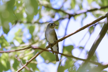 Asian Brown Flycatcher 聚楽園公園 Sun, 9/17/2023