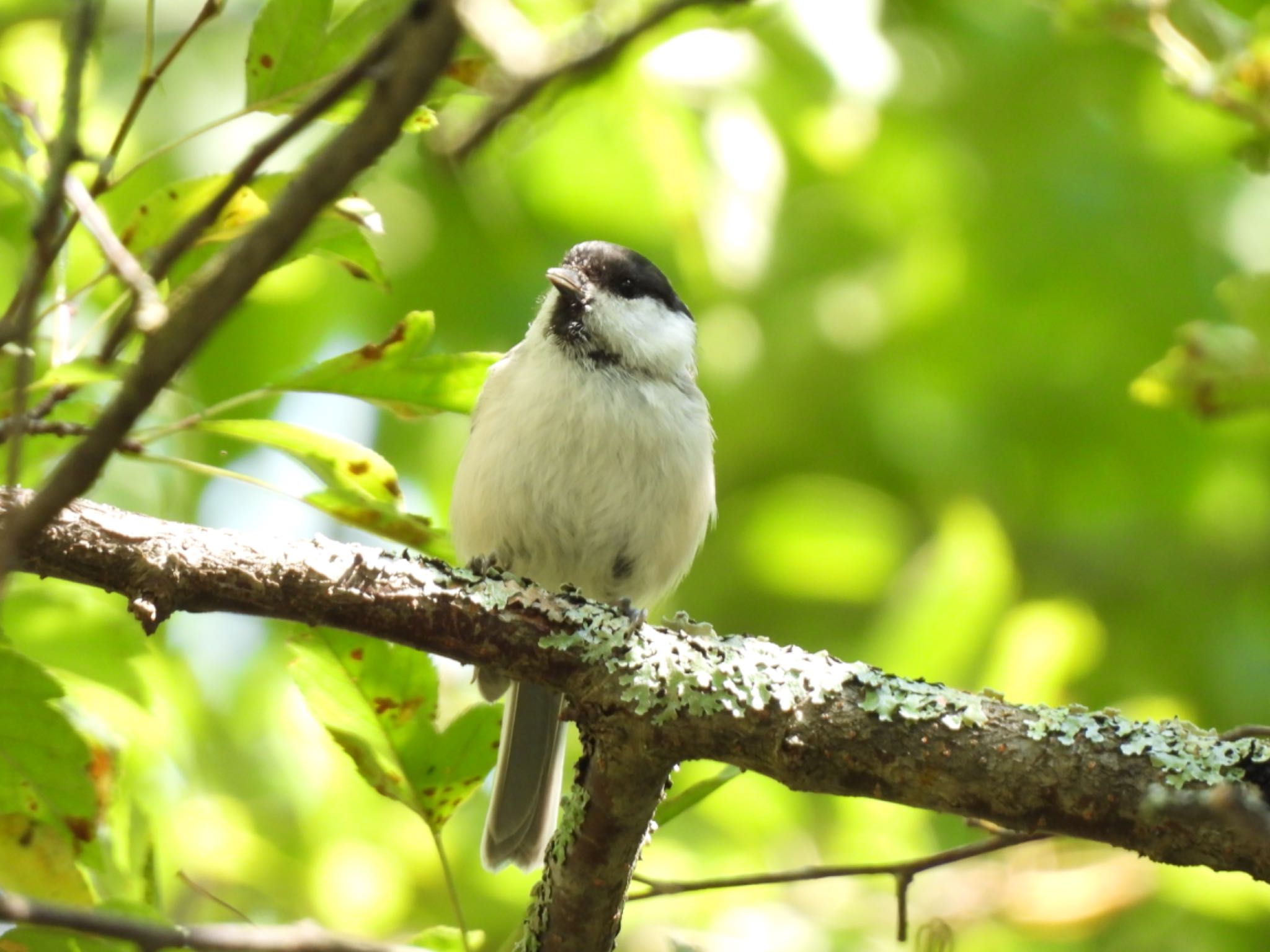 Photo of Willow Tit at Senjogahara Marshland by 鳥散歩