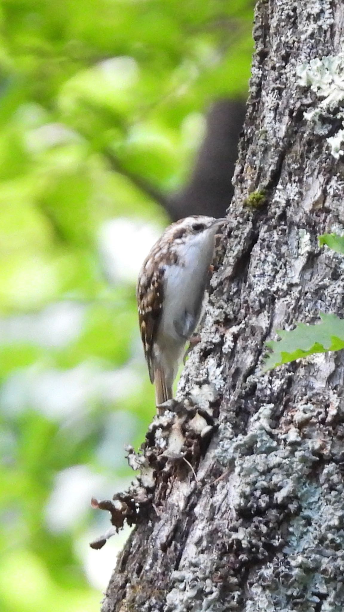 Eurasian Treecreeper