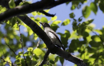 Asian Brown Flycatcher 和歌山市 Sat, 9/16/2023