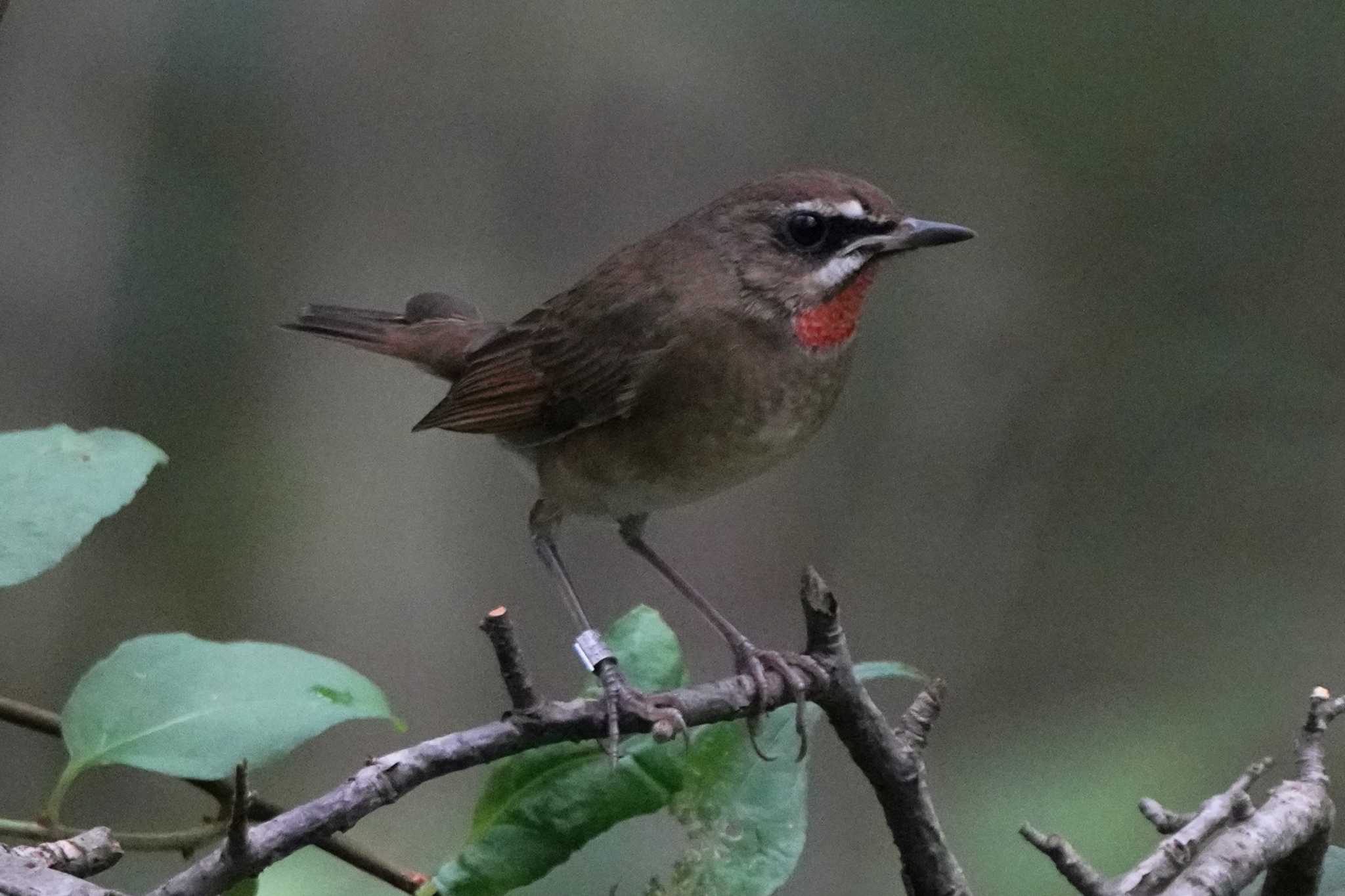 Photo of Siberian Rubythroat at  by ace