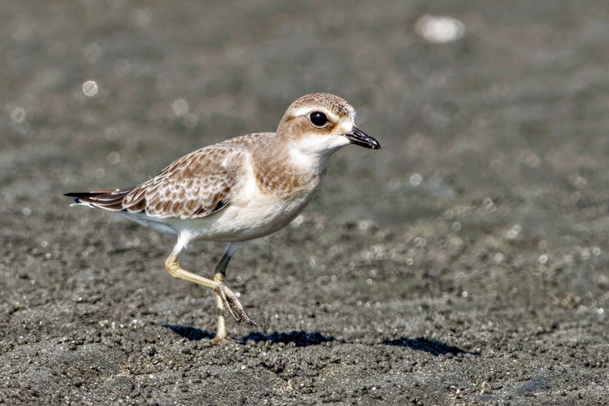 Siberian Sand Plover