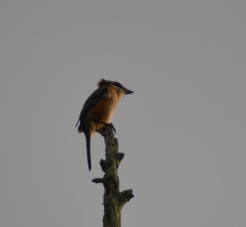 Bull-headed Shrike 近江長岡 Sun, 9/17/2023