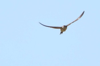 Red-rumped Swallow 浮島ヶ原自然公園 Sat, 9/16/2023