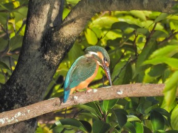 2023年9月17日(日) 八ッ谷池(豊田市)の野鳥観察記録